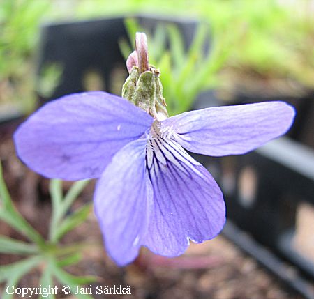Viola pedatifida, preeriaorvokki
